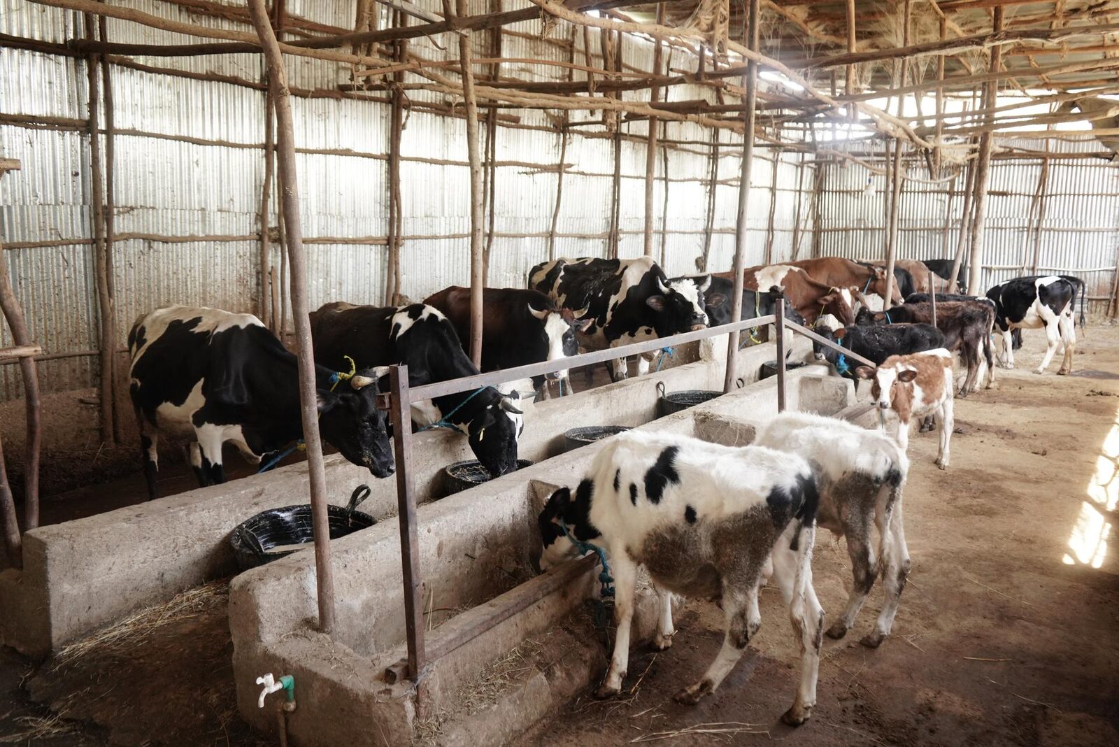 Good Mix dairy farm