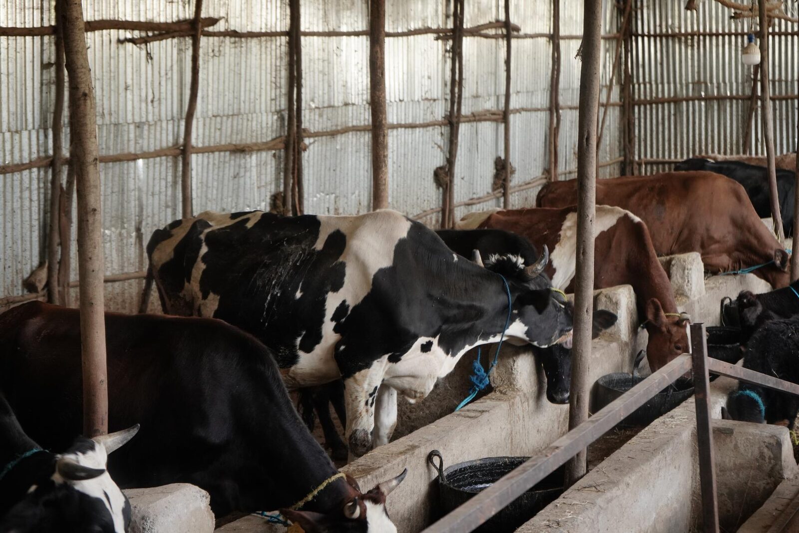 Dairy Farm Division